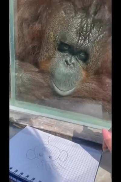 An Orangutang fascinated with someone's doodle