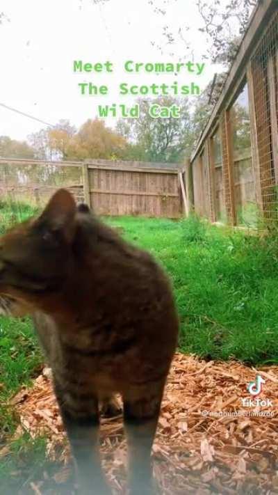 Cromarty, a Scottish Wildcat at Northumberland Zoo, has strong opinions when it comes to meal time! (Credit: @northumberlandzoo on TikTok)