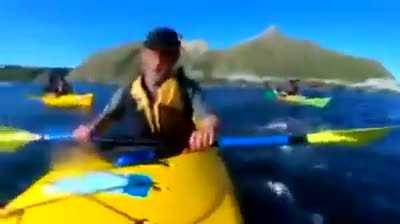 Seal bitchslaps kayaker with an octopus