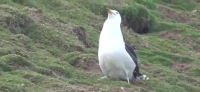 Seagull Swallows Rabbit