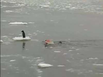 Dog stranded on an iceberg rescued by Russian sailors