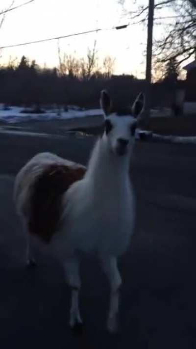 A man encounters a random goat in the parking lot.