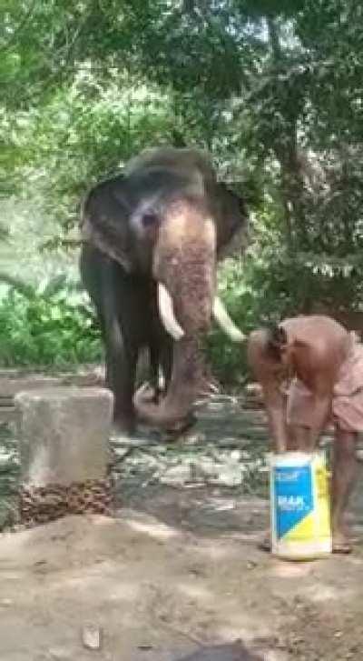 This is how an elephant is fed rice balls. Sure he has a career in NBA.