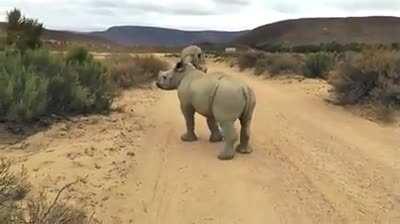 Rhino Zoomies