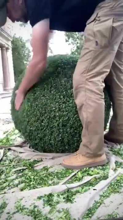 Everything about this bush