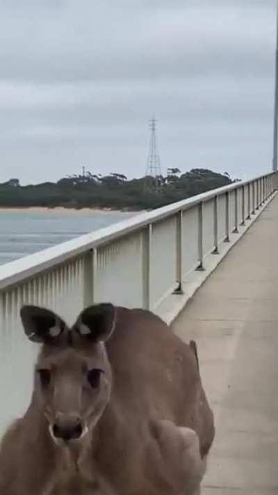 Why did the kangaroo cross the bridge?