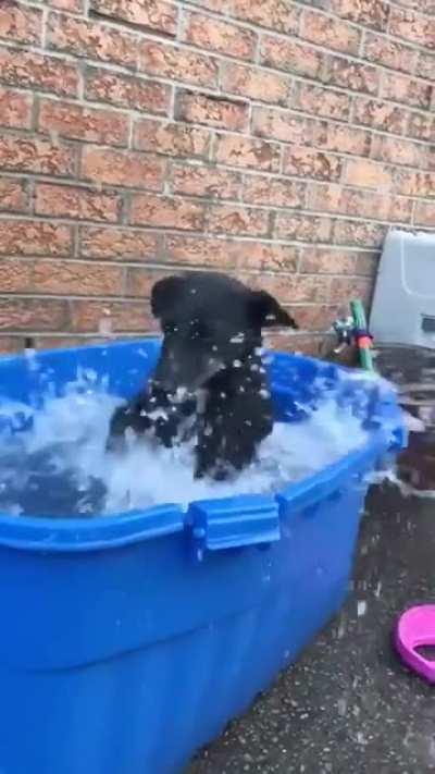 Doggo having the time of his life!