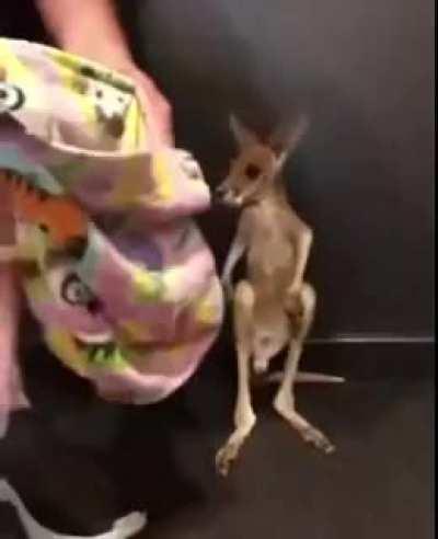 Baby kangarooo