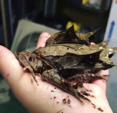 Malayan leaf frogs camouflage perfectly