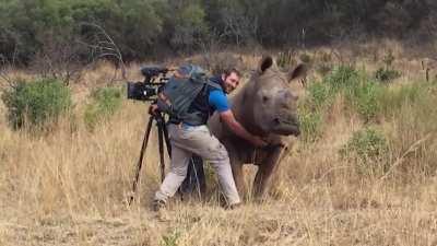 Photographer belly rubs rhino