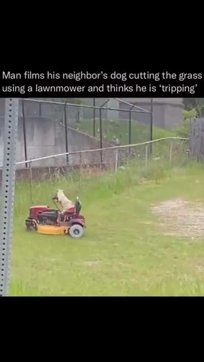 Dog mowing lawn