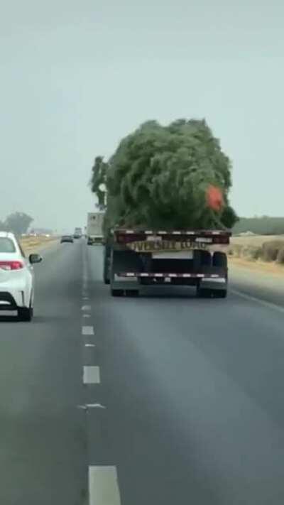 My Christmas tree on its way to me this year