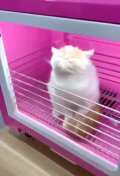 Cat dryer