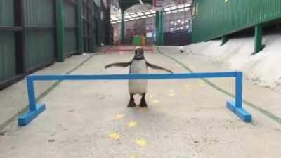 Penguins are really great at jumping