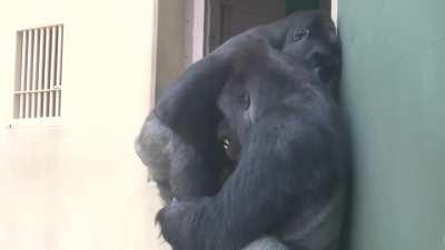 Shabani the Silverback teasing his son to initiate play-fighting