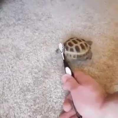 This turtle embraces being cleaned