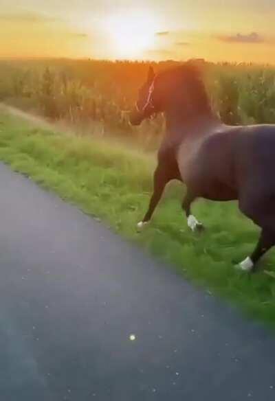 Evening stroll.....