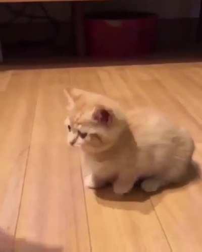 This Kitten Practicing How To Play