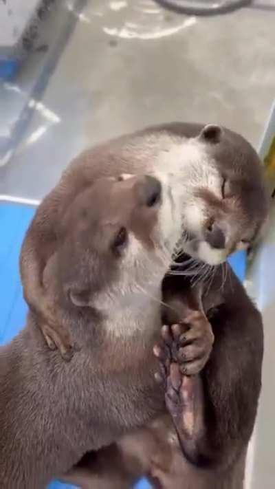 Two otters hugging eachother