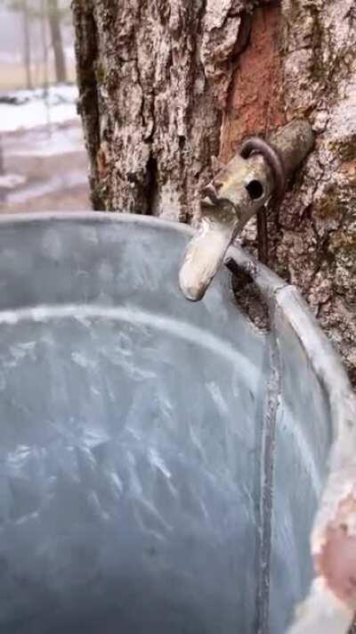 How maple syrup is made