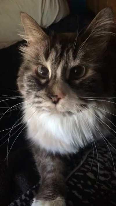 I miss my cat Jim everyday. He was the sweetest old man ever, he sadly passed early last year at 17. I’m glad I have plenty of videos to remember him, he always gave me the most adoring eyes.