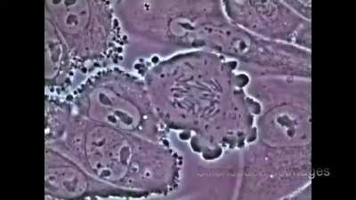 Mitosis in an animal cell. Cells from the Hamster Ovary are shown undergoing mitosis. Beginning with a cell spread on the substrate, follow prophase, anaphase, metaphase, telophase, cytokinesis and reattachment of the two daughter cells to the substrate.