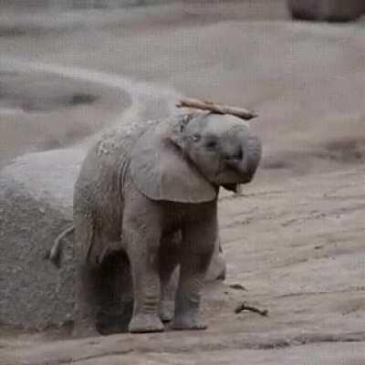 Little Elephant is Logging-On