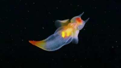 The Sea Angel. A small, carnivorous, swimming sea slug.