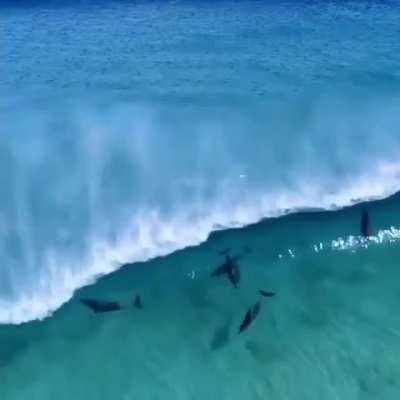 🔥 Dolphins riding waves