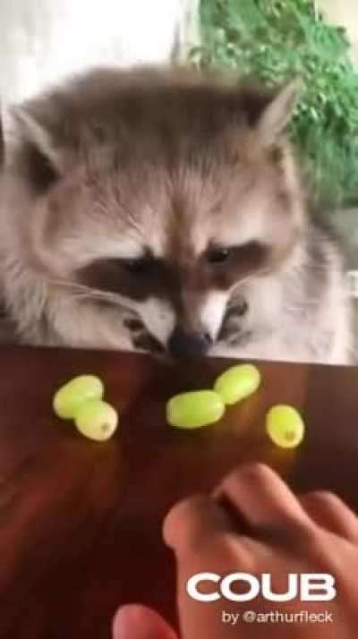 Raccoon vs Grapes