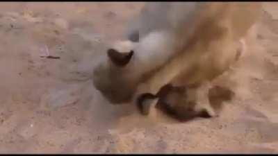 Lion cub gives his best effort at a roar