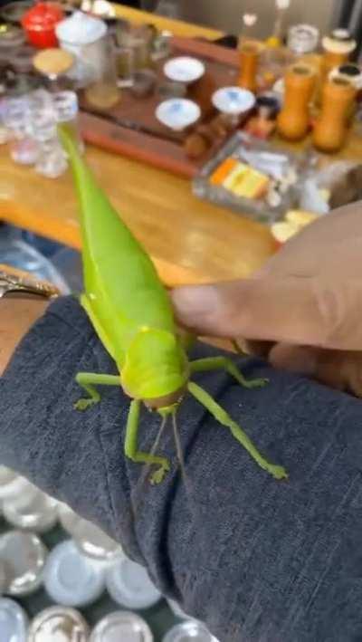 🔥 This Katydid sounds like a bird