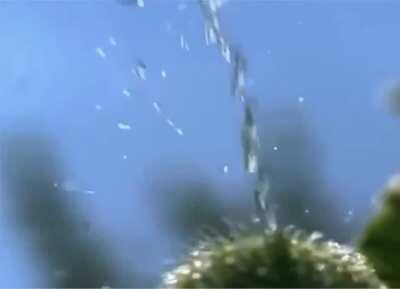 Spitting Cucumber Plant can spit seeds up to 10-20 feet in the air.