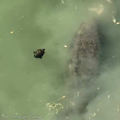 Some turtles can swim backwards. This one just saw a couple Manatees pass beneath it.