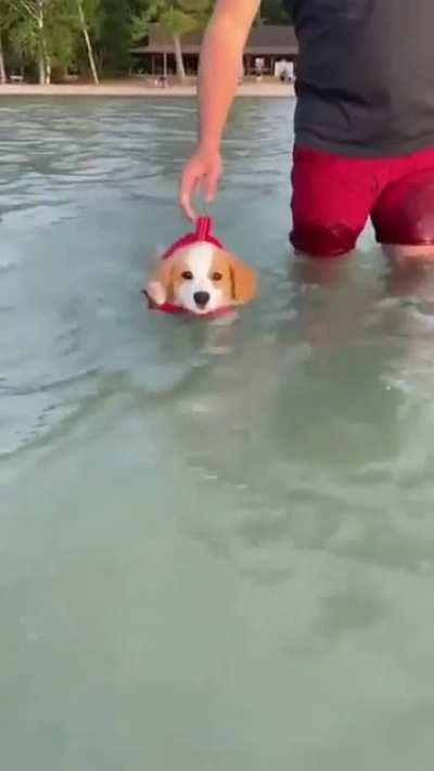 Puppy swimming zoomies