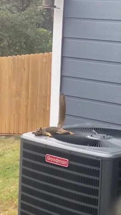 Squirrel just chilling