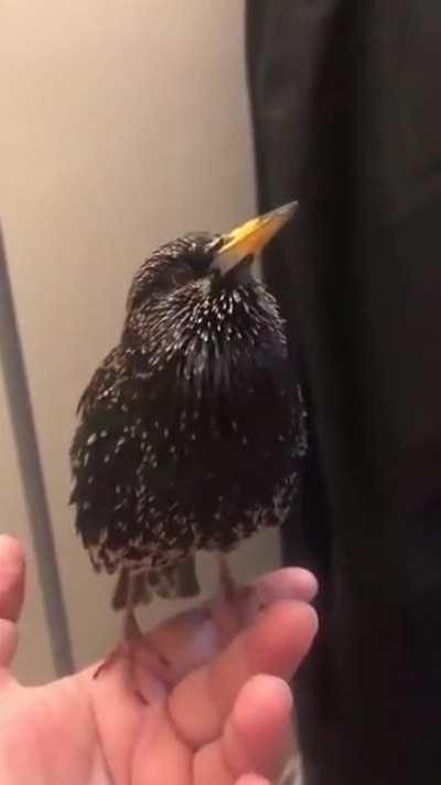 Starlings are good at mimicking complex sounds