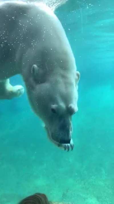 My daughter had to change her pants after this Polar bear encounter