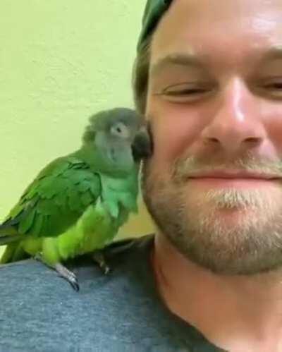 A very affectionate Bird