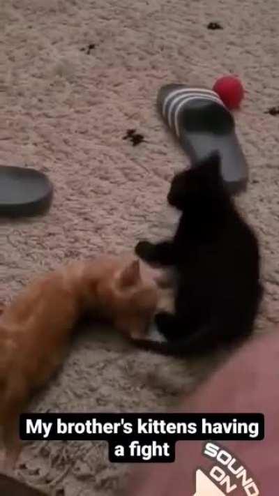 my brother's kittens running amok