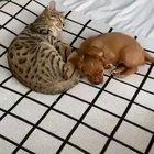 This cat and pup are best friends