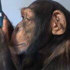 Chimpanzee using Instagram