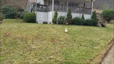 Woman alerts the chicks about a hawk