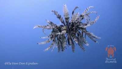 🔥 Rare glimpse of a Feather Star (Dichrometra palmata)