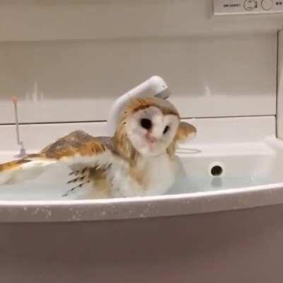 Owl loving his sink bath