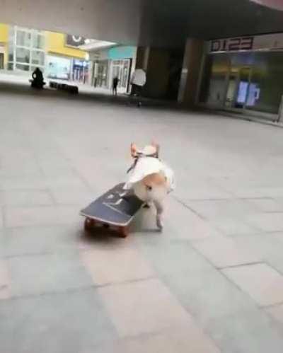 This little doggo has some serious skateboarding skills