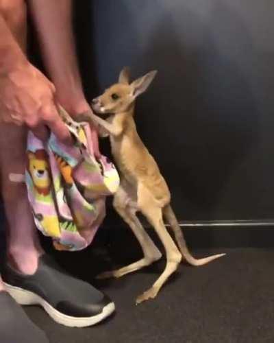 kangaroo practicing his first hops