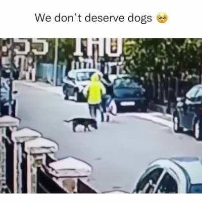 A Dog intervenes and prevents a robbery