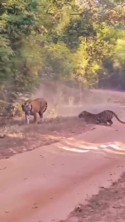 🔥 Things getting heated between Tiger and Tigress. 