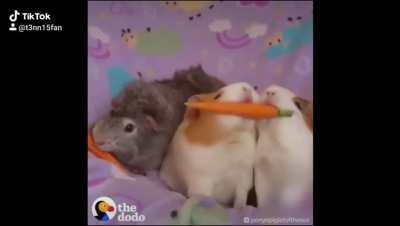 I added some appropriate music to this video of Guinea pigs fighting over veggies